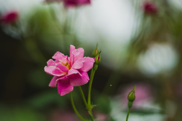 Fototapeta na wymiar Beautiful roses with blur background