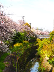 桜並木