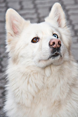 Obraz premium A white dog with one brown eye and one blue eye with a condition called heterochromia.