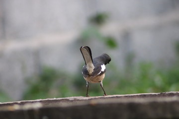Magpie