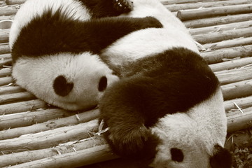 Big panda and little panda! © 徹太郎 酒井