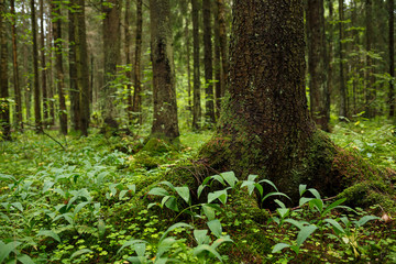 Spruce trees in the coniferous forest. Trunk and roots close-up. Northern nature.