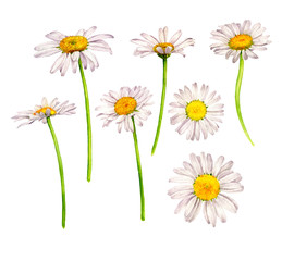 watercolor daisies flowers, drawing by watercolor