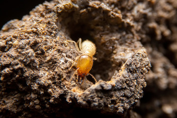 Close up of the small termite on decaying timber. The termite on the ground is searching for food to feed the larvae in the cavity.