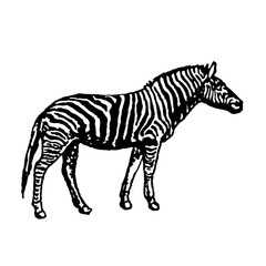 Fototapeta na wymiar Zebra illustration isolated on white background
