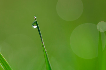 drops of transparent rain water on a green leaf macro