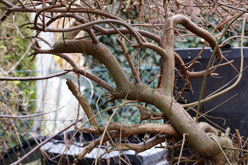 twisted willow branches in the garden in spring