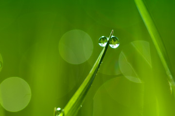 Macro. Background, water drops on the green grass. Abstract romantic delicate magical artistic background. Spring and nature concept