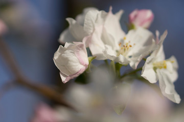 Spring blooming tree. Beautiful apple flowers on branch, close up