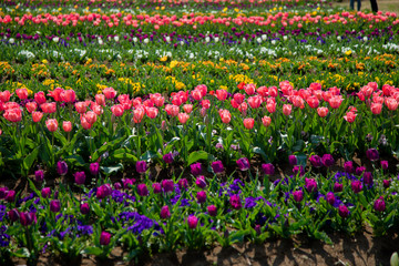 チューリップ畑