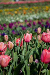 Obraz premium チューリップ畑