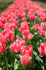 チューリップ畑