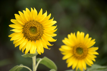 Close up of sunflower, Sunflower flower of summer in field, sunf
