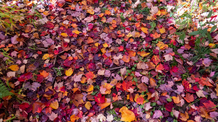 Path of colorful dead leaves from the middle of a peaceful Canadian forest during autumn.