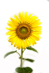 Fototapeta premium Close up of sunflower, Sunflower flower of summer isolate