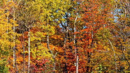 Colorful forest full of vibrant colors in the bright sunlight of the Canadian autumn.