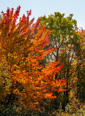 Orange, green, and yellow trees from a peaceful Canadian forest during a beautiful sunny day of autumn 2019.