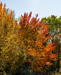 Gradient colors in the leaves of a Canadian tree surrounded by yellow and green trees during autumn.