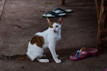kucing kampung
