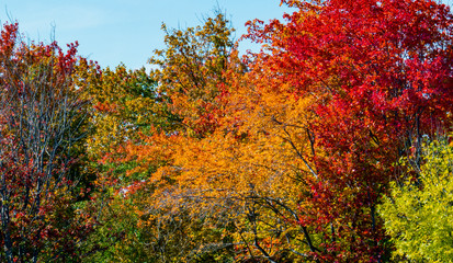 Colorful trees from the exterior of a forest during a beautiful day of autumn in Canada.