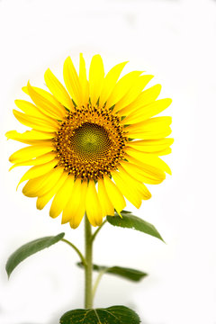 Close up of sunflower, Sunflower flower of summer  isolate