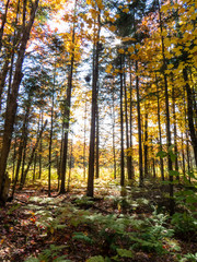 Vertical photo of bright rays of sunlight passing through the trees of a Canadian forest during autumn.