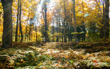 Bright sunlight all over the pasture in the middle of a Canadian forest during Autumn.