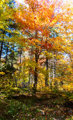 Canadian Forest: Vertical photo of many young colorful trees in the bright light of the sun.