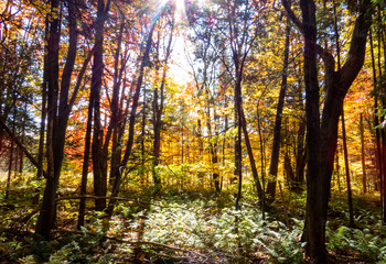 Naklejka premium Bright rays of sunlight passing through the autumn trees in the middle of a young Canadian forest.