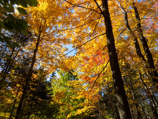 Peaceful autumn day with a lot of bright sunlight in the colorful leaves of trees from a Canadian forest.