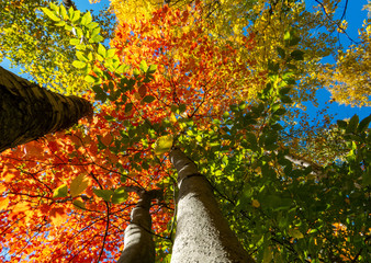 Highly colorful leaves from many different trees during a beautiful day in a big Canadian forest.