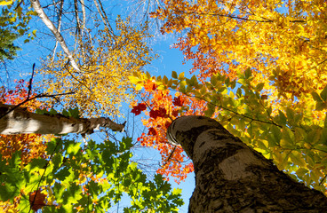 Colorful leaves from many Canadian trees and a bright blue sky viewed directly from below.