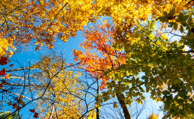 Colorful treetops in all stages of autumn viewed from below during a beautiful sunny day in a Canadian forest.