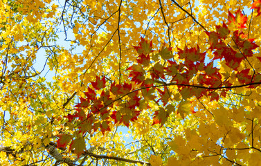 Colorful leaves and yellow treetops from a Canadian forest during a beautiful sunny day of autumn.