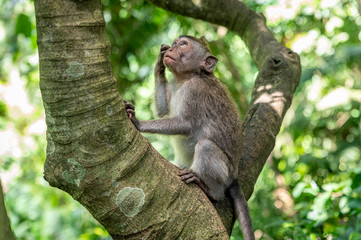 Naklejka na ściany i meble Macaque monkey thinking in tree