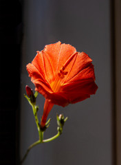 The close-up photo of an orange trumpet flower in the bright sunlight growing on the tip of a long vines.