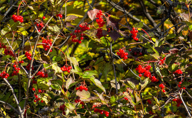 A lot of small red fruits in the bright autumnal sunlight ready to be eaten by birds and small animals.