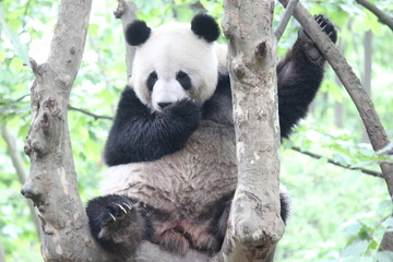 Obraz premium ここだけの話なんですが・・・・