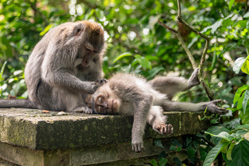 Monkeys delousing