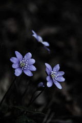 small hepatica flowers in forest