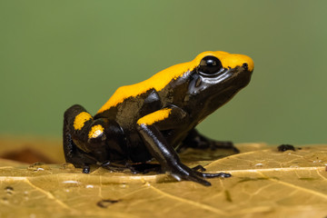 Closeup of a golden poison frog 