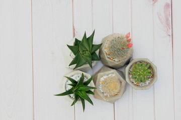 Succulent plants in cement pot on wood background,for background.Top view.