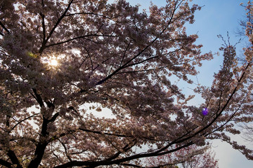 Cherry blossoms in the evening sunshine in spring.