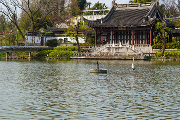 A Chinese building and two herons floating in a pond