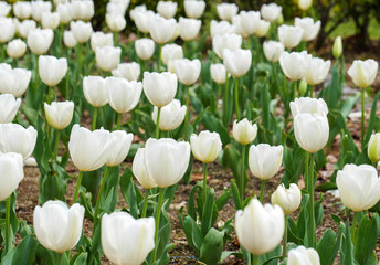 White tulips in the garden in spring.