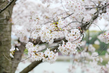 Cherry blossoms by the pond in spring