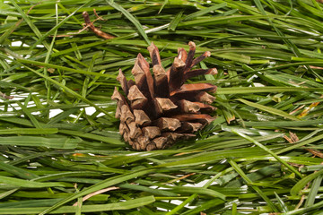 grass isolated on white background