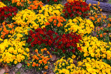 Fototapeta na wymiar Yellow, orange and red pansies in the garden.