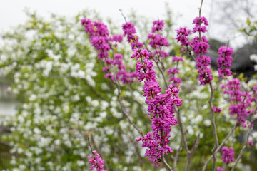 Purple lavender in a spring garden