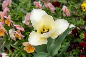 White lilies blooming in a spring garden